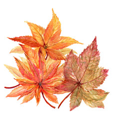 Fall Autumn maple leaves plants red orange leaves differnt elements watercolor illustration isolated