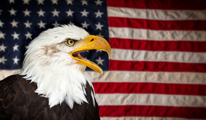 American Bald Eagle - symbol of america -with flag. United States of America patriotic symbols.