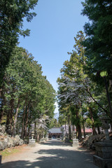 富士御室浅間神社_桜