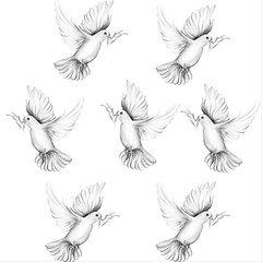 Peace bird, dove, art, water color drawing