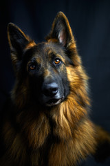 Low Key Portrait von einem Altdeutschen Schäferhund