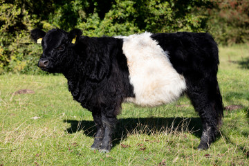 Cattle walking free on field of grass