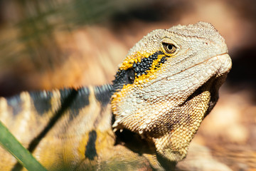 Eastern Water Dragon