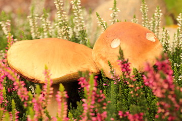 mushrooms in heathers, Boletus edulis