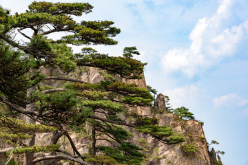 Pines and mountains of China