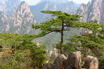 Pines and mountains of China