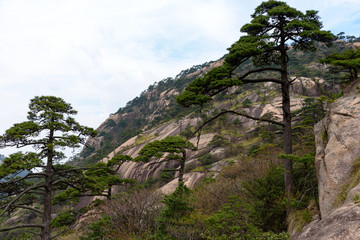 Pines and mountains of China