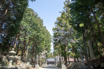 富士御室浅間神社_桜
