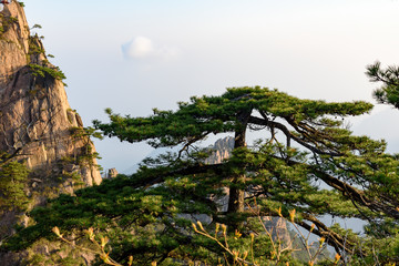 Pines and mountains of China