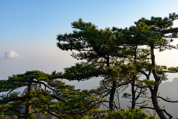Pines and mountains of China