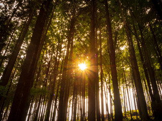 Sonnenstrahlen in einem Wald, Sonnenstern, Natur