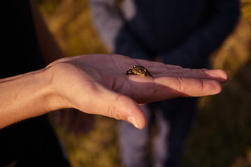 Little frog sitting on hand