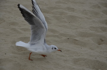 ptactwo, mewa, morski, frajer, plaza, woda, charakter, zwierzak, oceanu, piach, dzika natura, biała, blękit, wybrzeze, belfer, dzika, fala, jezior, brzeg, skrzydła, rybitwa, pierze, fruwać