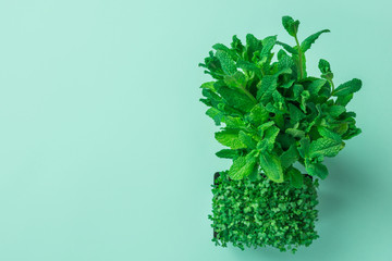 Potted microgreens sprouts of fresh green watercress bunch of mint on pastel turquoise background. Gardening healthy food ingredients culinary herbs superfoods concept