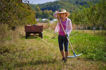 Farmer raking below walnut trees
