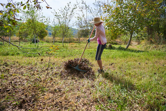 Farmer raking below walnut trees