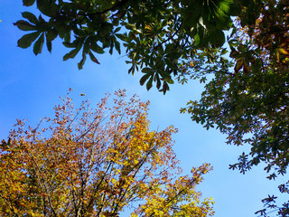 Autumn leaves of chestnuts against the blue sky. View from below.