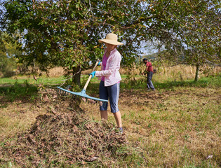 Farmers cleaning walnut orchard