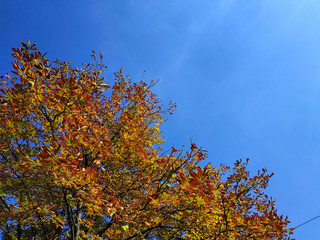 Autumn leaves of chestnuts against the blue sky. View from below.