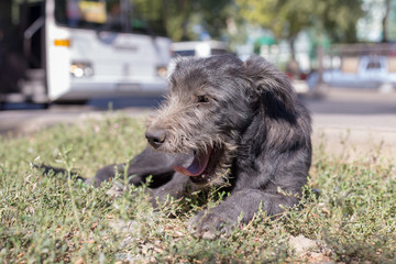 poor, black dog licks on the street in dol highway