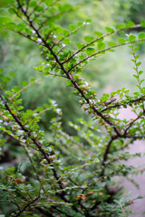 branch of a tree in spring