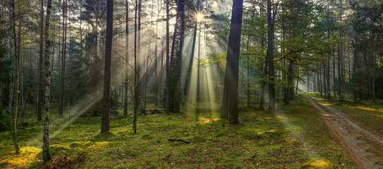 jesienne mgły w lesie na Warmii © Janusz Lipiński