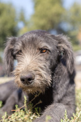 poor, black dog licks on the street in dol highway