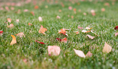 Bright mowed green grass lawn in which lies the dry leaves of birch