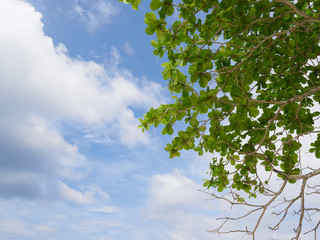 green tree in the sky