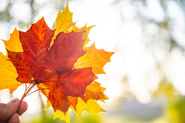 Naklejka na ściany i meble Ray of light through maple leaves. Autumn background, bright colors of autumn.