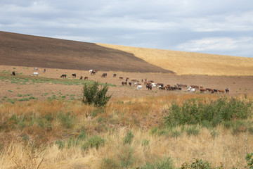 Fototapeta na wymiar herds of horses in the meadow
