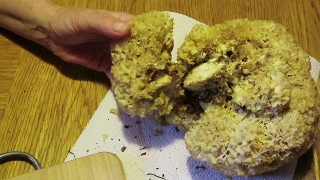 cauliflower fungus (Sparassis crispa). prepare mushroom for meal. cleaning.