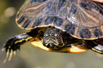 Common turtle Slider Trachemys scripta
