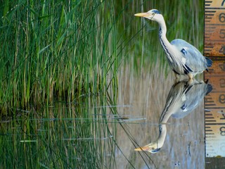 great blue heron in the everglades