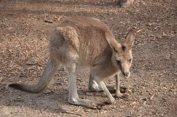 Naklejka na ściany i meble Kangaroo standing on a sand