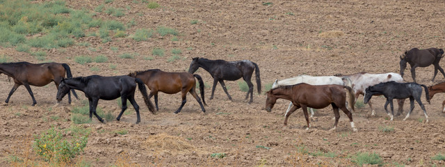 herds of horses in the meadow