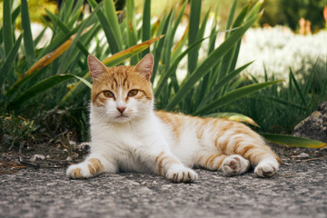 Fototapeta premium Red cat lies on the street