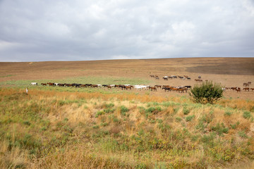 Fototapeta premium herds of horses in the meadow