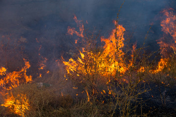 Dry grass burns in a field with smoke and fire.