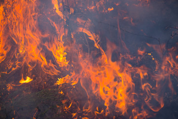 Fototapeta na wymiar Dry grass burns in a field with smoke and fire.