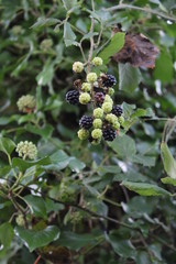 Green and black blackberries in autumn with ivy in the background