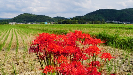 亀岡夢コスモス園