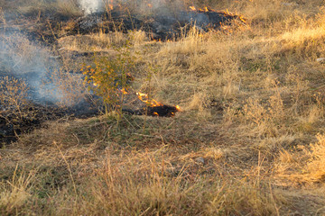 Dry grass burns in a field with smoke and fire.