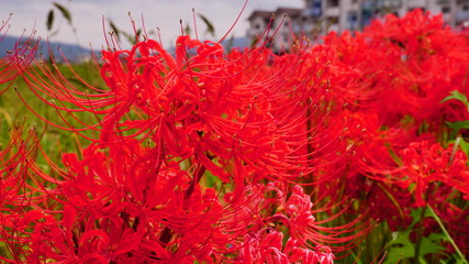 亀岡夢コスモス園