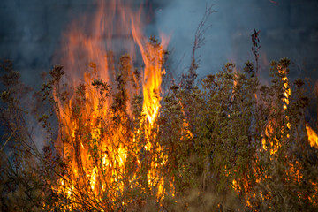 Dry grass burns in a field with smoke and fire.