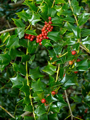 Close up of Holly Ilex latifolia 'Lydia Morris' I cortuta burfordii x I pernyi