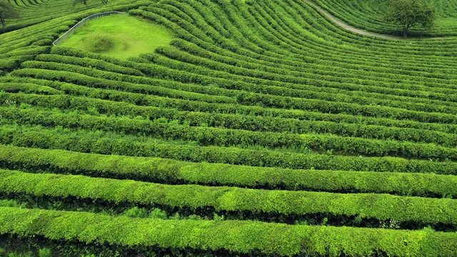 Boseong, South Korea 18 July 2019 Daehandawon. After rain 4K Aerial Drone Footage View of Daehandawon where is famous green tea plantation and bamboo forest..