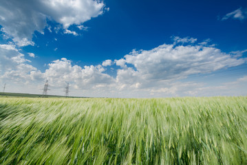 Obraz premium Field of green wheat and blue sky