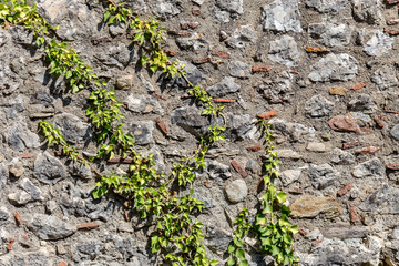 The background old, gray, stony wall with plant and roots