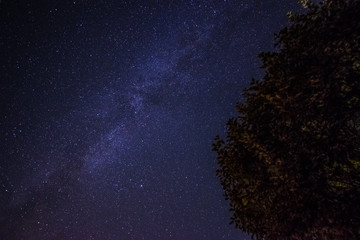 Starry night under a tree